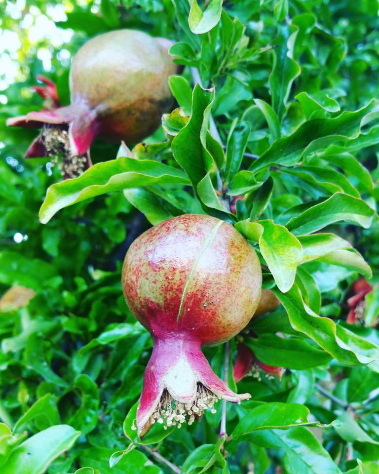 13094261_10154003004725590_1933904035840744735_n