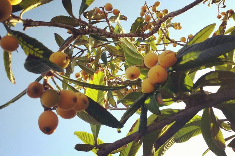 13007269_10153952182795590_181758103470837618_n