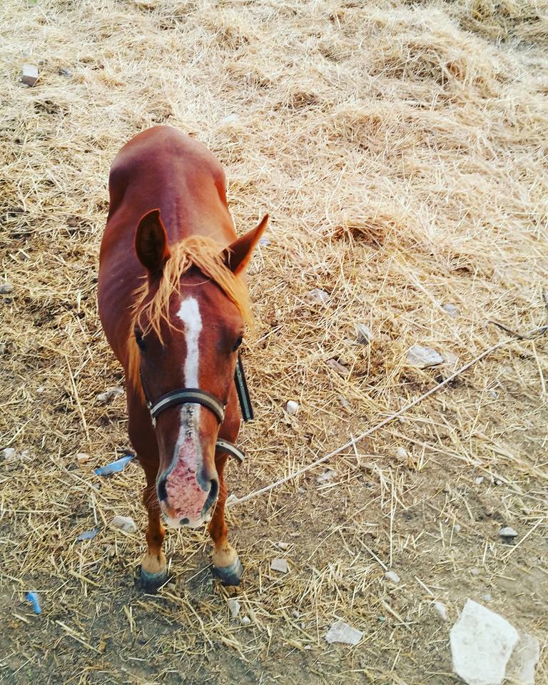 14364744_10154328265415590_7505913621222945318_n